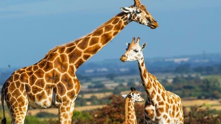 Rothschild giraffes at Port Lympne Reserve