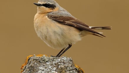 A wheatear perched on a lichen-covered rock at RSPB Dungeness