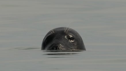 A grey seal in the water off Rye Harbour