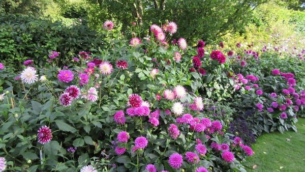 Pashley Manor Dahlia Days 2026