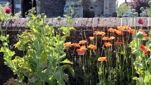 Winchelsea's Secret Gardens 2026