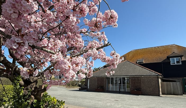 Cherry blossom in bloom over the car park behind The River Haven Hotel