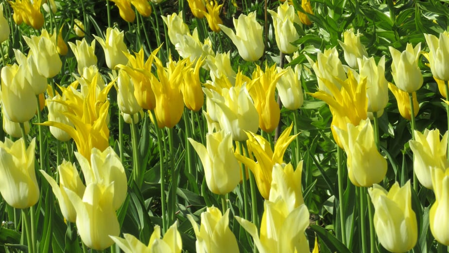 Yellow tulips in formal beds at Pashley Manor Gardens (photo: Kate Wilson)