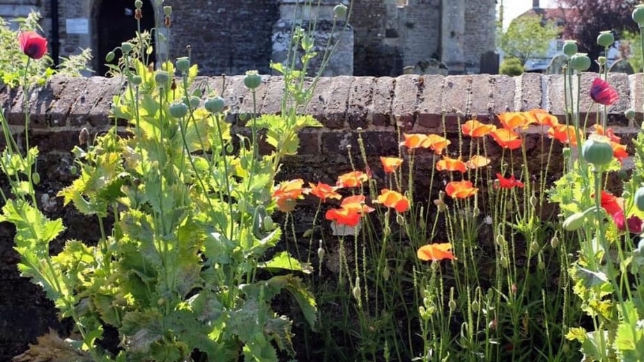 Winchelsea's Secret Gardens 2026