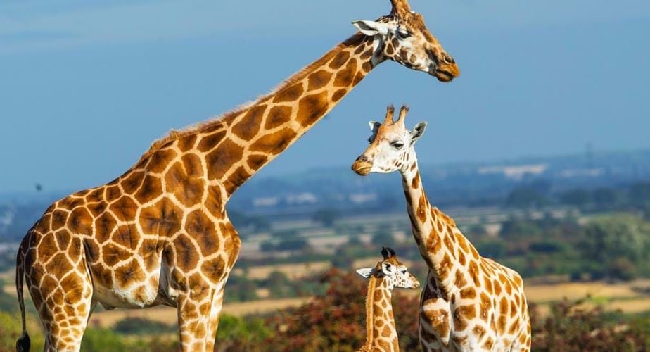 Rothschild giraffes at Port Lympne Reserve