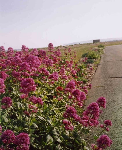 Rye Harbour Wednesday Walks