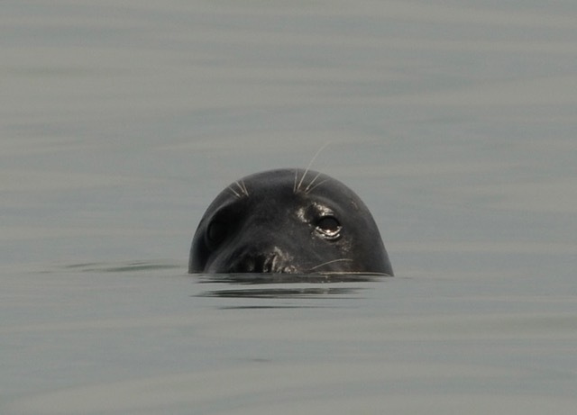 A grey seal in the water off Rye Harbour