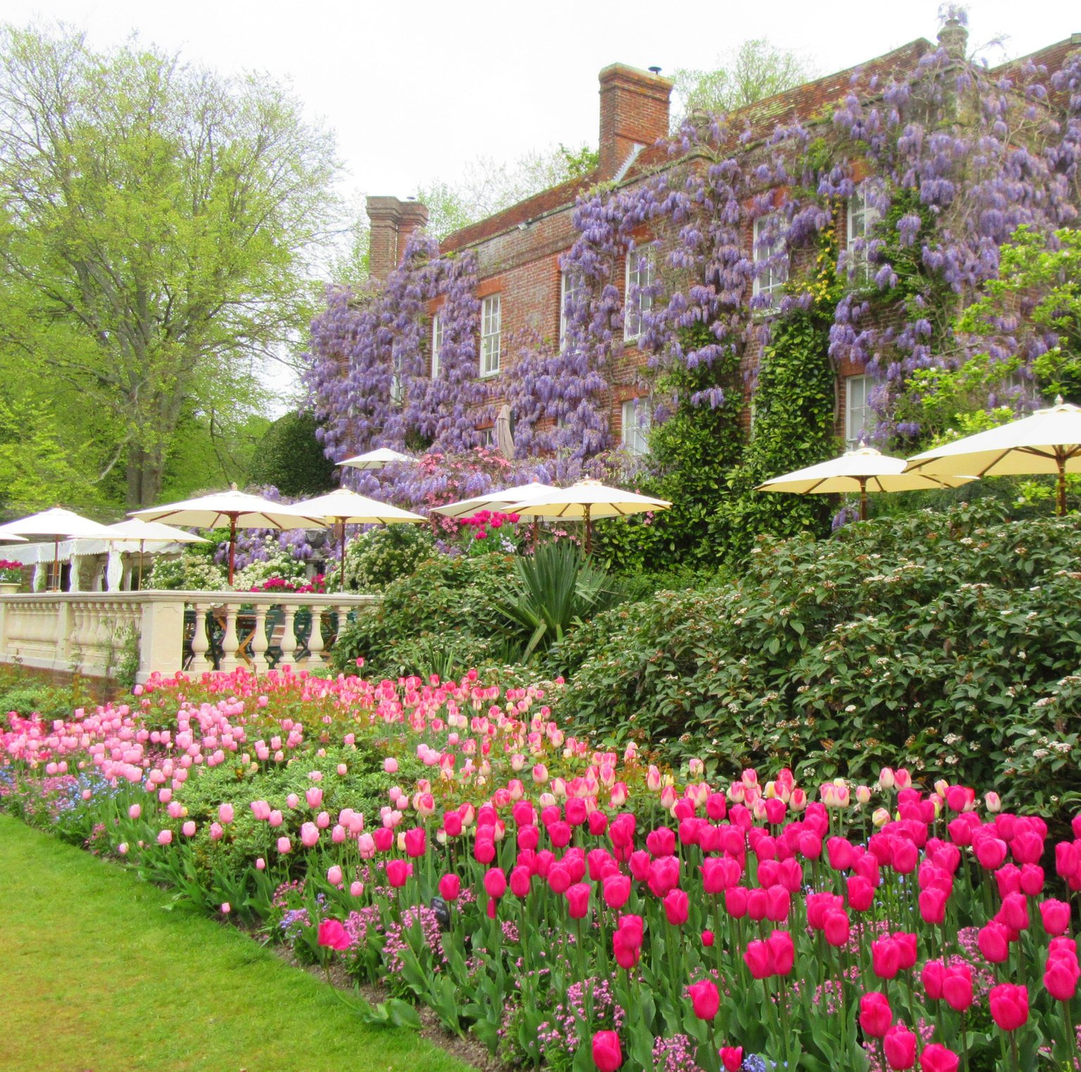 Pashley Manor back terrace lined with potted tulips (photo: Kate Wilson)
