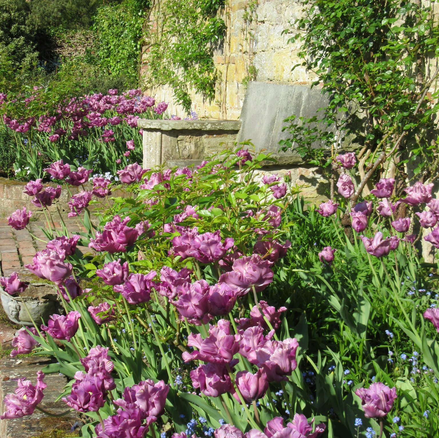 Purple tulips by the pool at Pashley Manor (photo: Kate Wilson)
