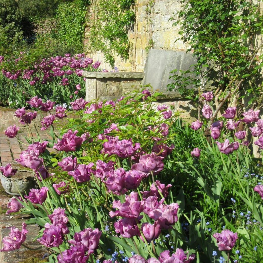 Purple tulips by the pool at Pashley Manor (photo: Kate Wilson)